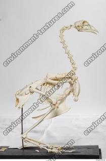 hen skeleton 0047